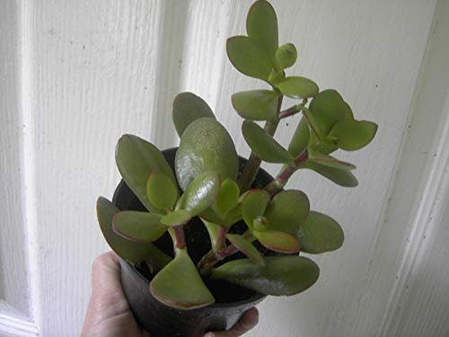 Portal Cool 1 Denaro Jade Pianta grassa Crassule ovata, Pianta Bonsai