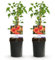 GreenboutiQ - Trompetblume - Campsis radicans Madame Galen - Blüte Orange - Wenig Pflege - 2 Pflanzen - Topf 11cm Höhe 40cm