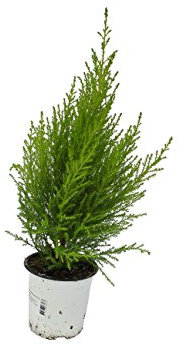 PERFECT PLANTS Cupressus 'Wilma' Goldcrest Evergreen Conifer Tree in a 10.5cm Pot x 1. Planta doméstica, Verde, 13x13x65 cm