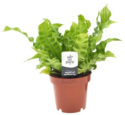 Asplenium Nidus Crispy Wave - Bird's Nest Fern 25cm (12cm Nursery Pot)