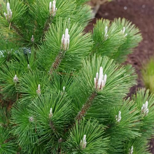 80 Pcs Schwarzkiefer Baum Samen - Schwarzkiefer Pflanze Samen, Winterharte Kübelpflanzen Bonsai Samen Schwarzkiefer, Immergrüne Pflanzen Winterhart Winterharte Pflanzen Für Garten
