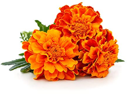 Marigold Plants, 'Durango Mixed', 20 x Full Plant Pack, Bedding Plants, Marigolds, Garden Flowers, Garden Ready and Ready to Plant, Premium Quality Flowers