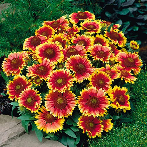 Gaillardia 'Arizona Sun'. Plug Plant x 4. Perennial Flowers. Blanket Flower. Yellow & Red Flowers. Plants for Pollinators. Available from Bedwen Plants.