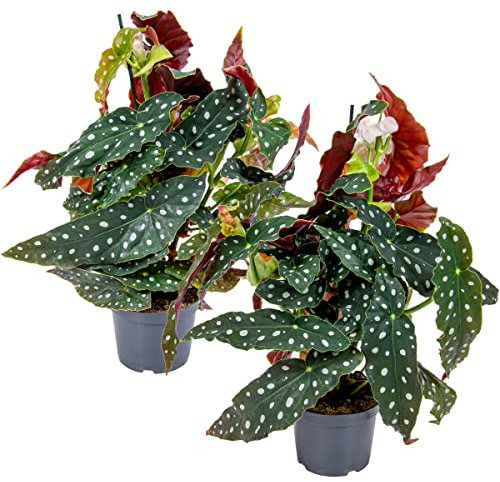 Begonia Maculata | Stippenplant por 2 stuks – Kamerplant y kwekerspot ⌀125-35 cm