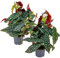 Begonia Maculata | Stippenplant por 2 stuks – Kamerplant y kwekerspot ⌀125-35 cm