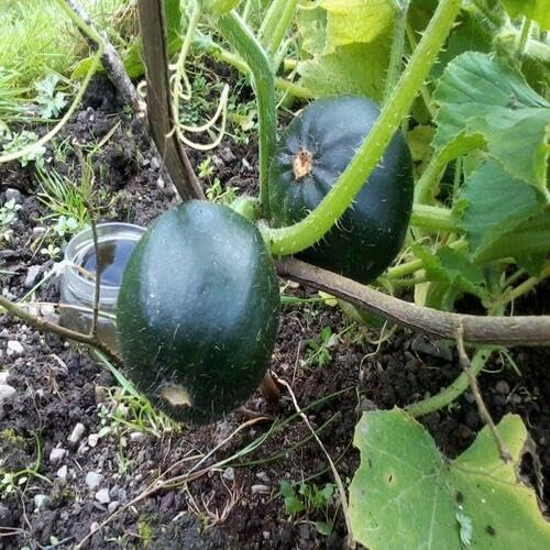 75 semillas de calabaza verde gema