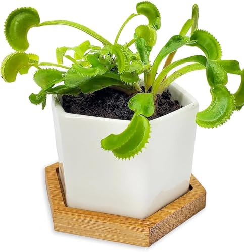 Venus Fly Trap Live Plant with White Ceramic Pot and Carnivorous Plant Soil