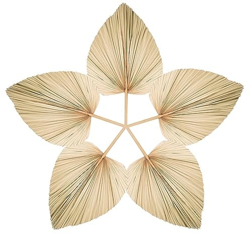 Chenkaiyang 5 Large Bulk Boho Dried Palm Leaves Fans with Stem