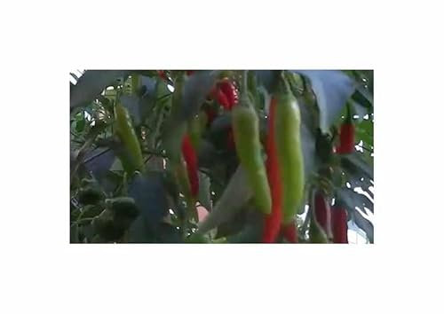 Stk - 40 Korn Peperoni Halblanger Vulkan Garten Pflanzen - Samen F-S271 - Seeds & Plants Shop by Ipsa