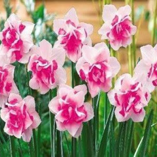 Bulbos de narciso. Una de las diez flores tradicionales. Hierba perenne resistente al frío.Fácil de cultivar. -4 bulbos-D