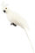 Baoblaze Simulation Parrot Statue, Gartenfiguren Papagei, Simulation Papagei Spielzeug, Harz lebensechte Vogel Ornament Figur Papagei Modell für Veranda Pathway Terrasse Hof Rasen Decor, Weiß