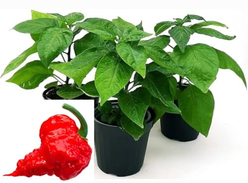 POWERS TO FLOWERS - PEPERONCINO CAROLINA REAPER BIO, 3 PIANTE, Vaso 10cm, piante vere