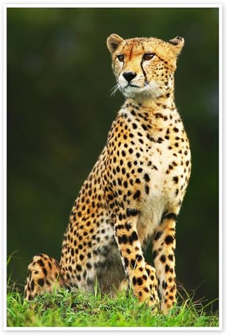 Porträt eines afrikanischen Geparden Poster 40 x 60 cm Wandbilder Wanddeko