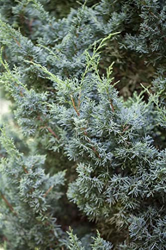 Juniperus chinensis 'Blaauw' 25-30 cm – Winterhart, Immergrün, Pflegeleicht – Chinesischer Wacholder – Bodendecker für Steingarten & Bonsai