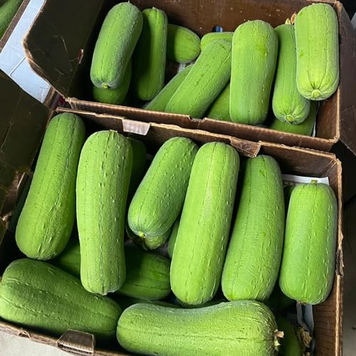 5 pcs luffa samen bio, pflanzen samen indoor, kräutergarten geschenk (Luffa aegyptiaca) gartengeschenke, hochbeet samen gemüse saatgut, pflanzen balkon gemüsebeet balkon, pflanzensamen