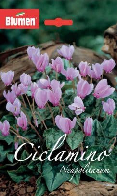 Blumen Ciclamino Neapolitanum Bulbs, Pink Flowering, Woodland Cyclamen