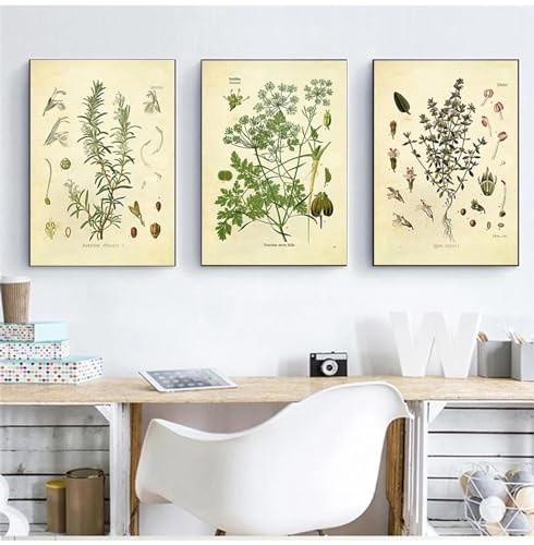 ytonghao Gewürz-Kräuter-Druck, Vintage-Botanik-Poster, Petersilie, Salbei, Thymian, kulinarische Wandkunst, Bild, Leinwandbild, Küchendekor, 30 x 40 cm, 3 Stück, rahmenlos
