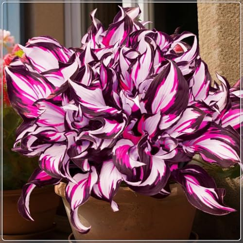 Winterharte pflanzen, Pflanzen Funken Hosta Winterhartes MehrjäHrig, Hosta Knollen,Seltene,Große Blattpflanzen,Funkien knollen-15 Rhizom-B