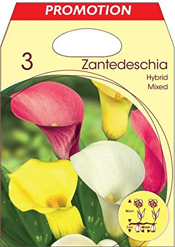 Holland Park Bulbi da Trapianto di Vari Colori e Tipologie a Fioritura Primaverile/Estiva (CALLA ZANTEDESCHIA VARI COLORI 3 BULBI)