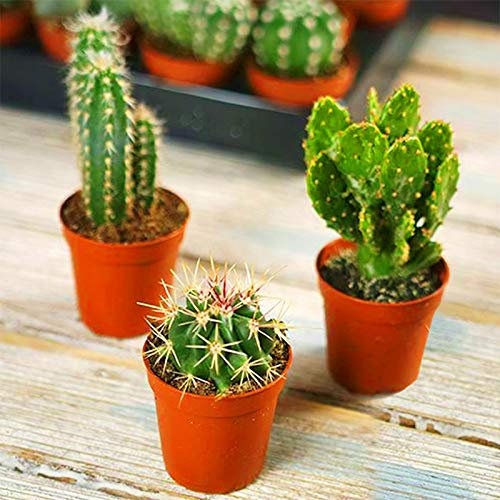MINI CACTUS RARE GIFT HOUSE OFFICE INDOOR PLANT POT MIX CACTI SUCCULENT 3 PACKS