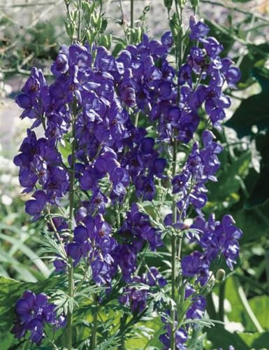Aconitum henryi 'Spark' 11x11 cm Topf – Winterhart, Mehrjährig, Pflegeleicht – Eisenhut – Staude für Beet & Rabatte