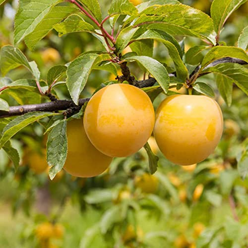 100 Stück pflaumenbaum winterhart samen Pflaumen pflaume obstbäume kaufen bio saatgut winterharte balkonpflanzen bonsai topf deko wohnzimmer modern zimmerpflanzen