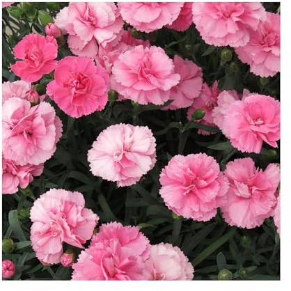 Dianthus Dinamic Pink -3 Established Plants Dazzling Dianthus Vibrant Bedding Plants. Perfect for Pots/Patios. Plants Online.Summer Garden