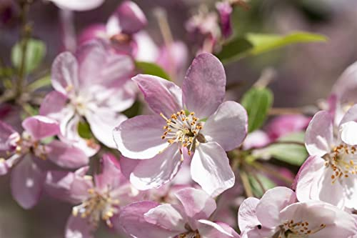 Malus 'Hillieri' 60-100 cm – Winterhart, Mehrjährig, Pflegeleicht – Zierapfel – Solitärbaum für Garten & Vorgarten