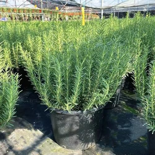300 pcs rosmarin pflanzen winterhart samen samen blumen blumensamen geschenk balkonblumen pflanztöpfe pflanztopf balkonpflanzen winterhart gartensamen bonsai samen wildblumenwiese