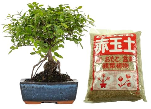 Verdecora Bonsái Sageretia 5 años | En maceta de cerámica 15x10x5cm + Akadama 2L | Sageretia theezans | Planta Natural de Interior | Follaje Compacto y Elegante | Ideal para Decoración Zen y Regalo