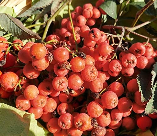 Essbare Eberesche `Edulis´, Sorbus aucuparia, 120-140cm im Topf