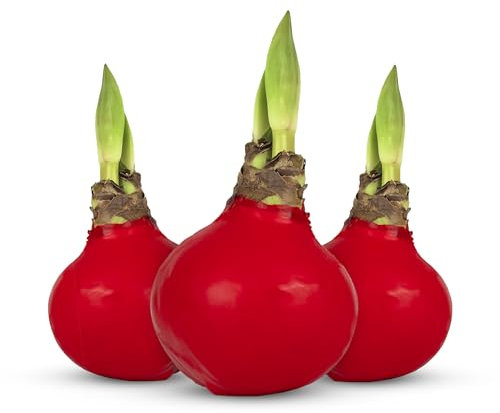 Wachs Amaryllis Zwiebel - bunte Sets, lang haltbare Amaryllis Blumenzwiebeln gewachst/Wax winterhart, Amaryllis Zwiebel in Wachs, Ritterstern Touch of Wax (3x Rot)