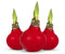 Wachs Amaryllis Zwiebel - bunte Sets, lang haltbare Amaryllis Blumenzwiebeln gewachst/Wax winterhart, Amaryllis Zwiebel in Wachs, Ritterstern Touch of Wax (3x Rot)