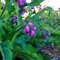Haloppe 100 piezas de flores de consuelda semillas de plantas para la plantación de jardín en casa, hierbas curativas medicinales consuelda Radix Lithospermi semillas jardín planta