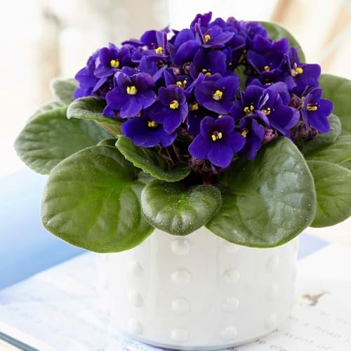 15cm Saintpaulia Top Dark Blue African Violet Plant Houseplant 12cm Pot