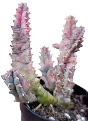 Huernia zebrina variegata stapelia succulenta fiori stellati rossi pianta grassa rara