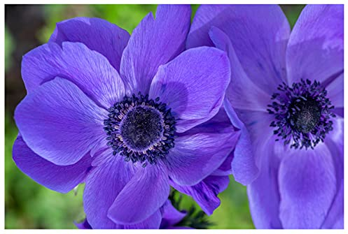 20x Anemone Coronaria Mr Fokker Blue Spring Summer Flowering Corms Garden Perennial Flower by Oliwier's Bulbs Size 4/5