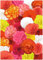 PREMIER SEEDS DIRECT - Begonia Tuberous - Non Stop - Mixed F1-15 PELLETS