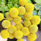 blumensamen trommelstöckchen samen-trommelstock pflanze-Craspedia Globosa drumstick-blumenwiese samen mehrjährig seltene pflanzen topfpflanzen mini garten 250Stück