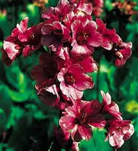 purpurascens bergenia 25 semillas