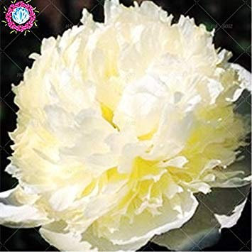 Vista 10 teile/beutel Doppelblüten pfingstrose samen Heirloom Sorbet Robust pfingstrose Schwarz bonsai blumensamen topf baum pfingstrose samen gartenpflanze