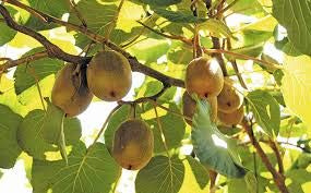 Genipap 50 semillas de kiwi amarillo dorado.