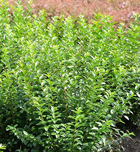 Liguster Green Diamond 125-150cm - Ligustrum ovalifolium