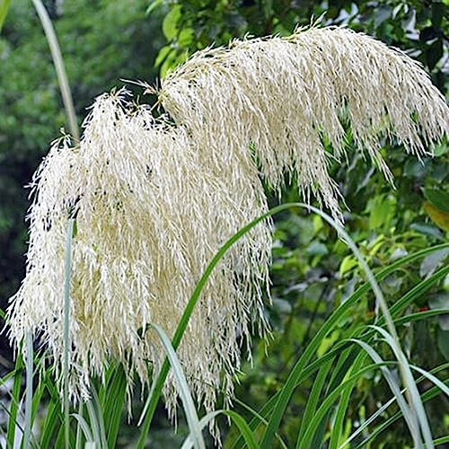 Rotyroya 200 Pcs Cortaderia Selloana Graines, Pampa Herbe Jardin Plante Ornementale Décor À La Maison Blanc Graines de Cortaderia Selloana