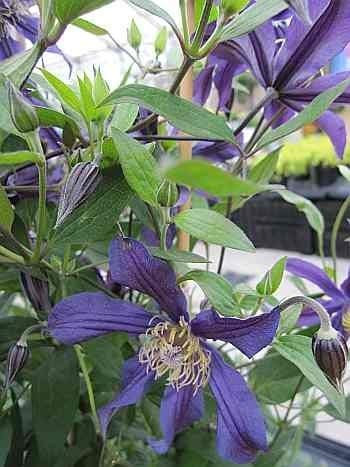 Clematis Wisley TM Evipo 001 (N) (60-100 cm) - Waldrebe/Klematis