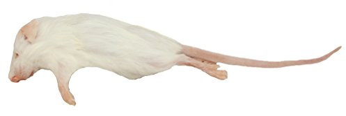 Frozen Mice - Small Size 10-15g - Pack of 10