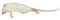 Frozen Mice - Small Size 10-15g - Pack of 10