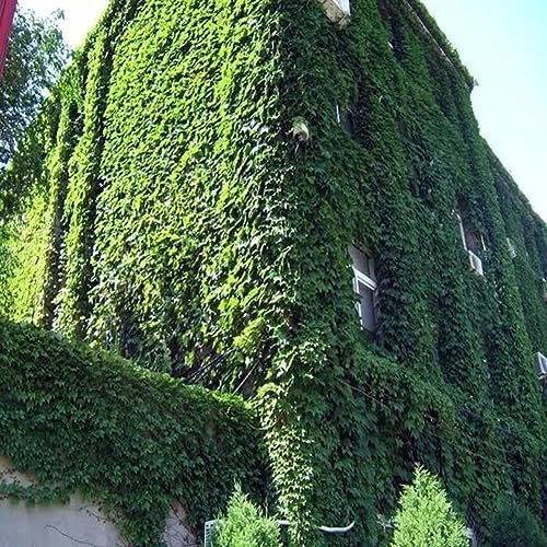 PERZOE 120 Semi di edera Verde, Piante rampicanti tappezzanti, Piante da Giardino, Piante da Giardino Semi di edera