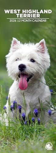 West Highland Terrier Wandkalender 2026, 12 Monate schmales Format, hergestellt in England