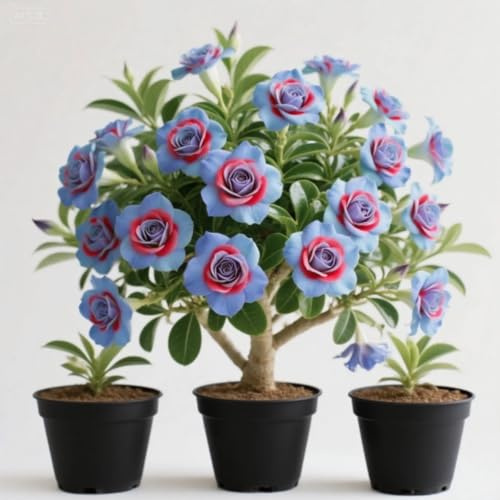 Wüstenrosen Rhizome/Trockenheitsresistent und kälteresistent/pflegeleicht/-1 Rhizome-A